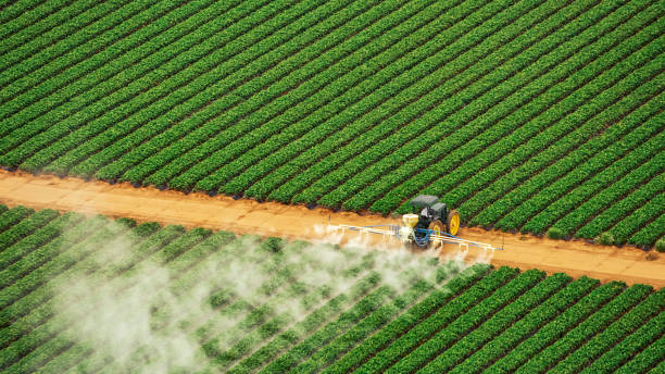 Best Local Pest Control Services  in Grand Saline, TX