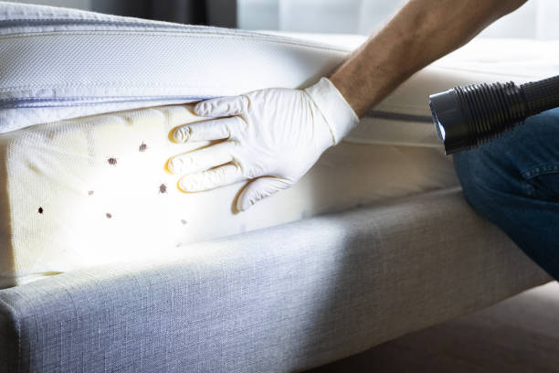 Reliable Grand Saline, TX Pest Control Solutions