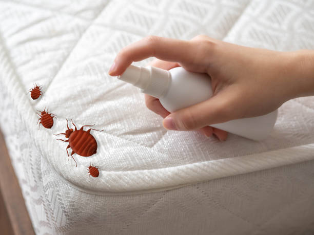 Best Pest Control Treatment  in Grand Saline, TX