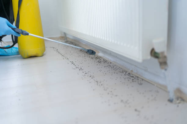 Best Cockroach Control Services  in Grand Saline, TX